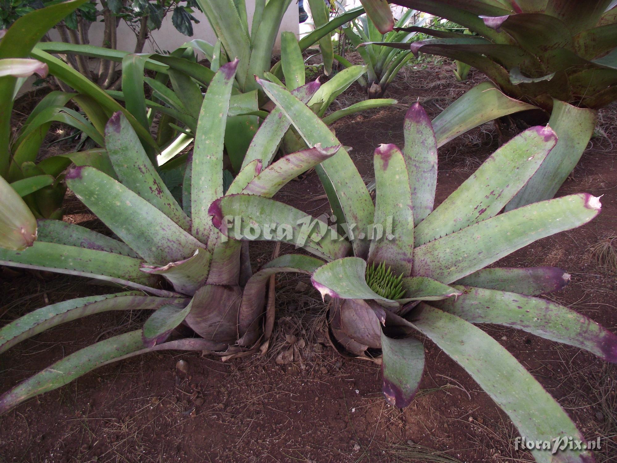 Neoregelia pascoaliana