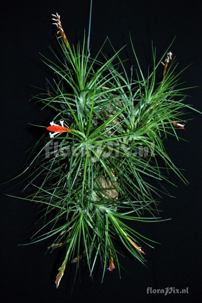 Tillandsia caulescens