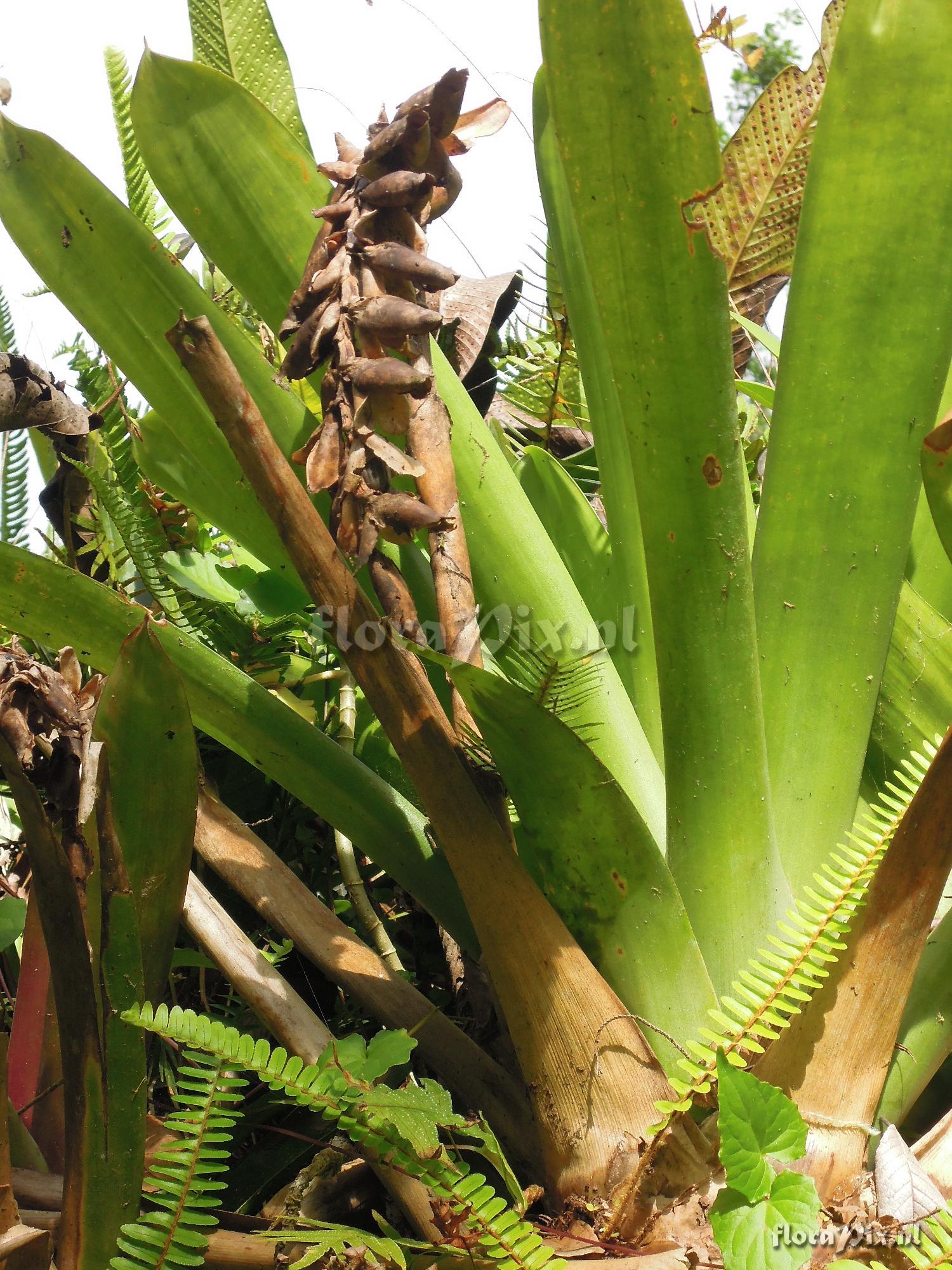 Werauhia specimen?