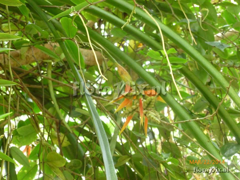 Tillandsia 