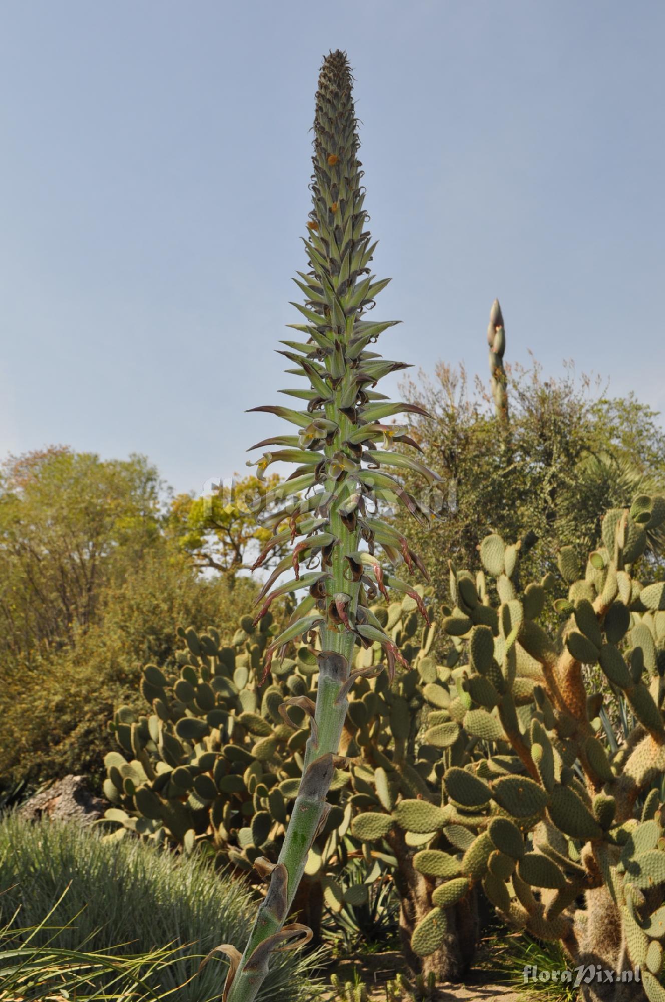 Puya Wrightii