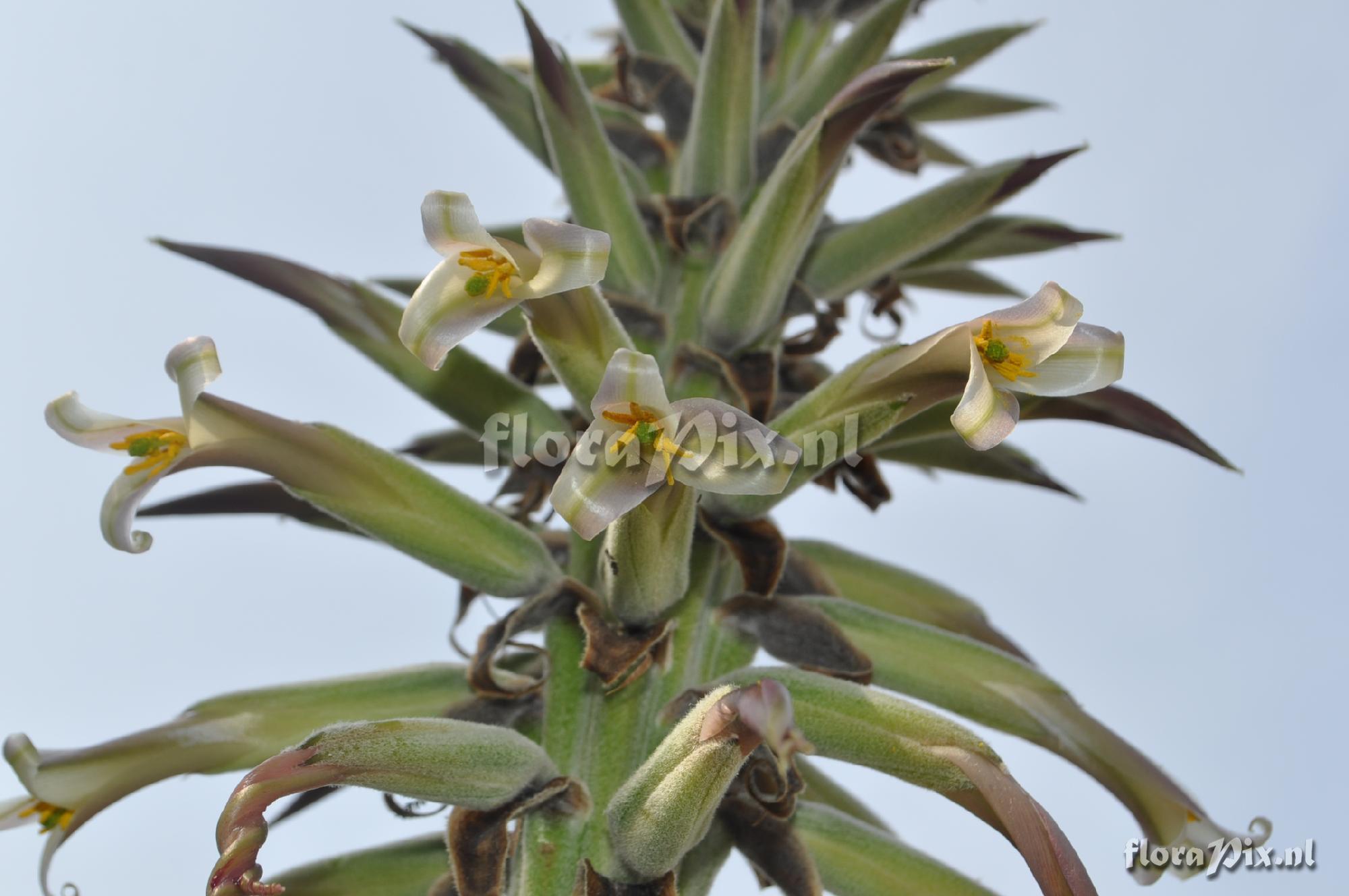 Puya Wrightii