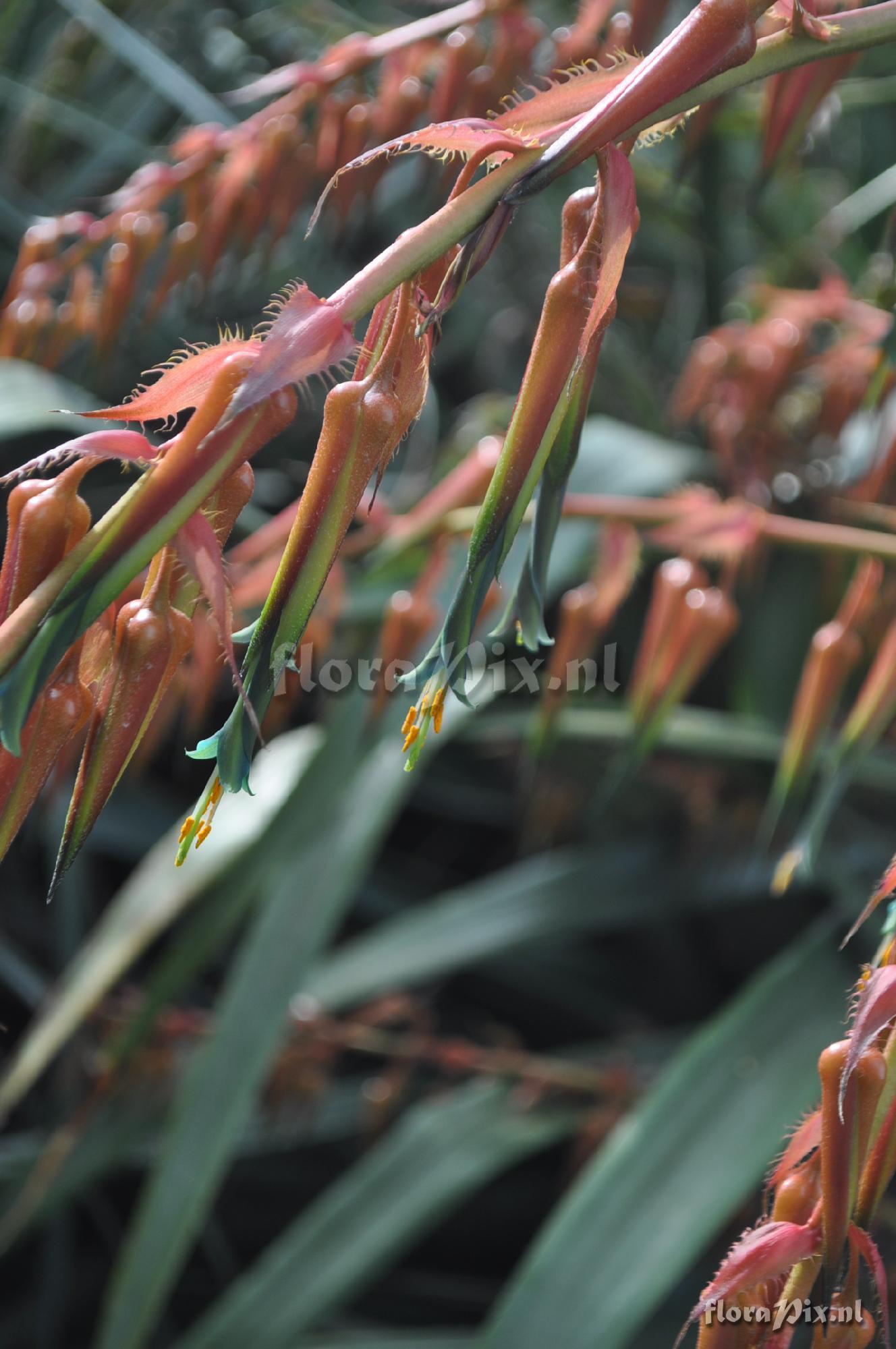 Puya ultima