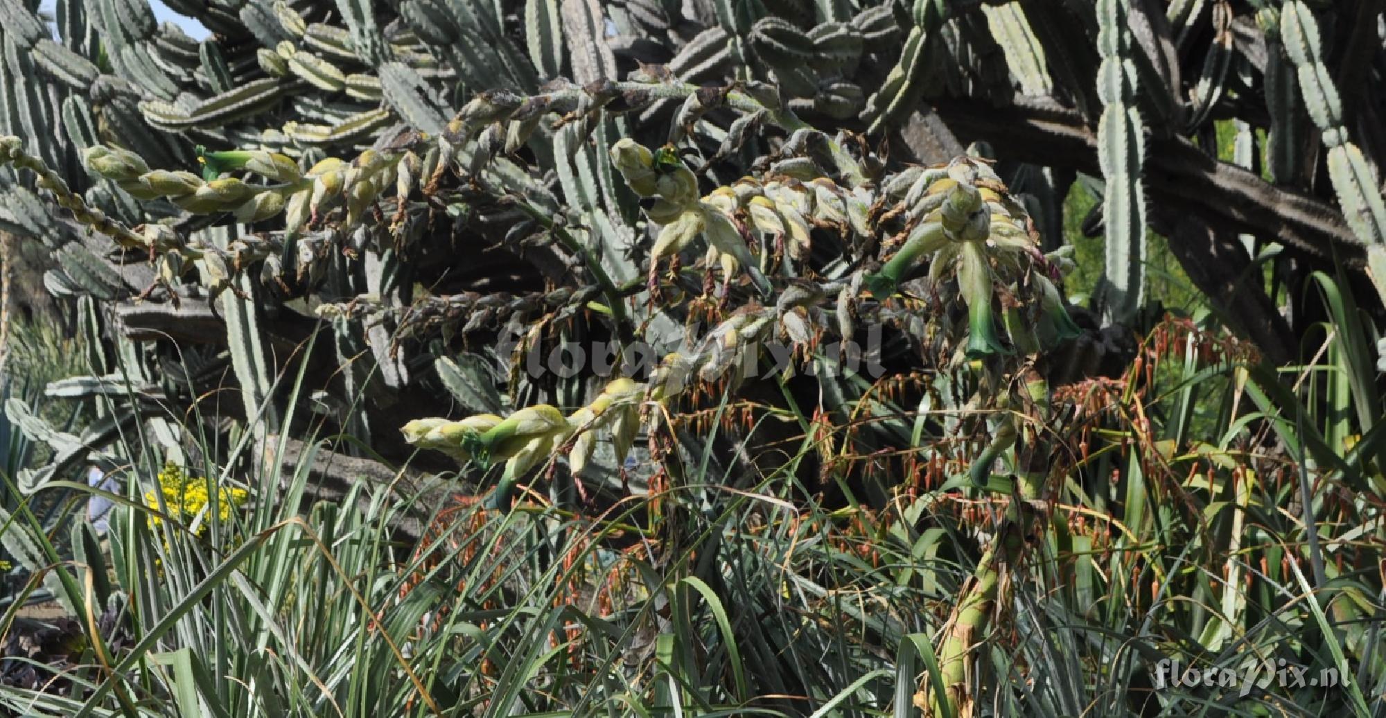 Puya aff adscendens