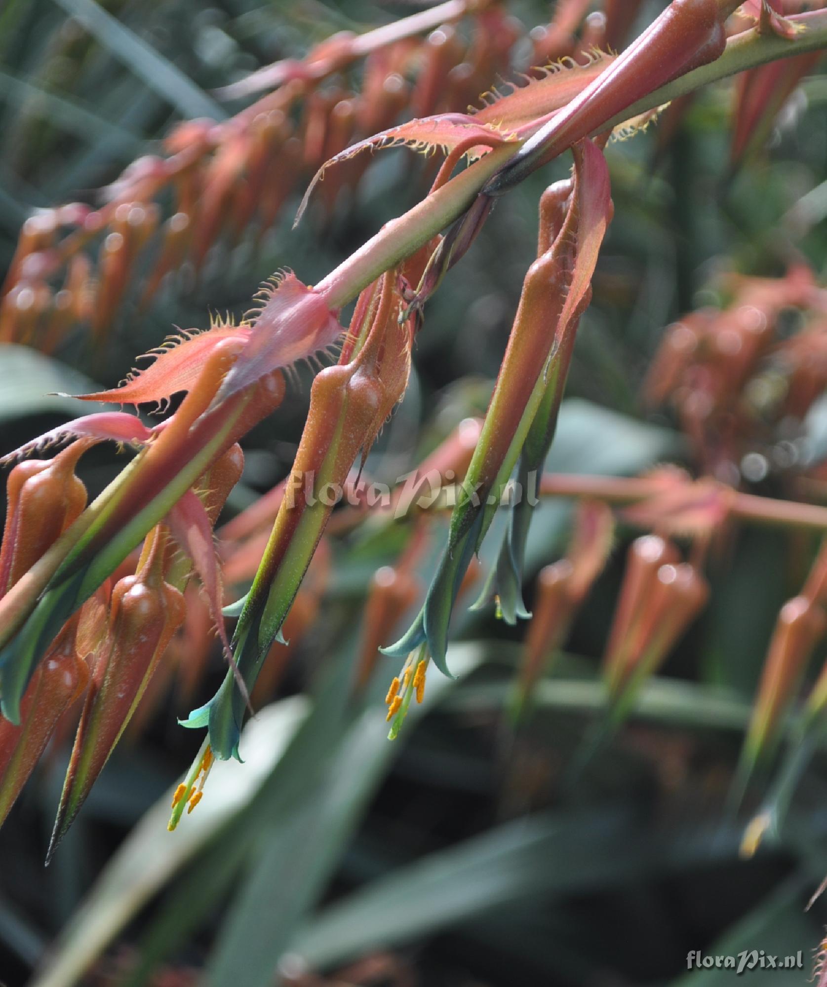 Puya ultima