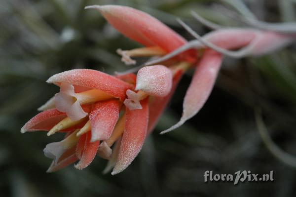 Tillandsia recurvifolia var. subsecundifolia EG