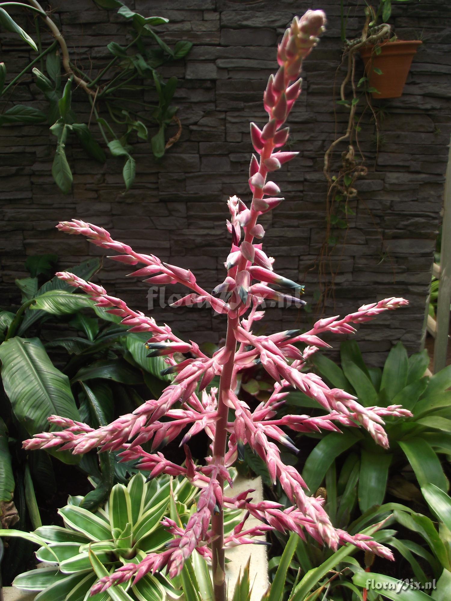 Puya aff. spathacea 