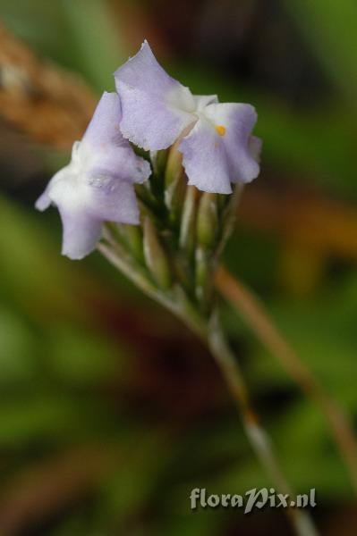 Tillandsia reichenbachii