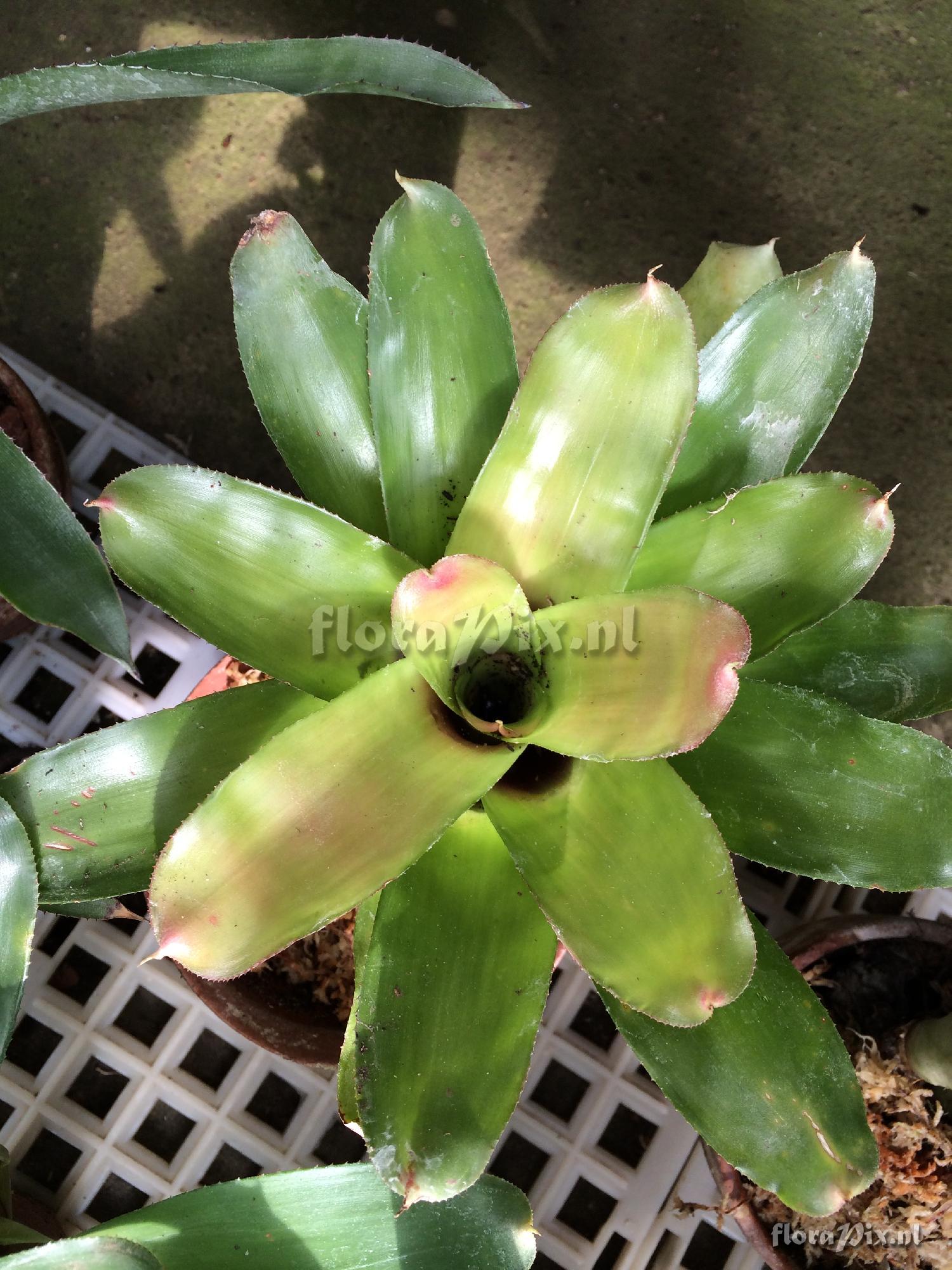 Neoregelia sp.