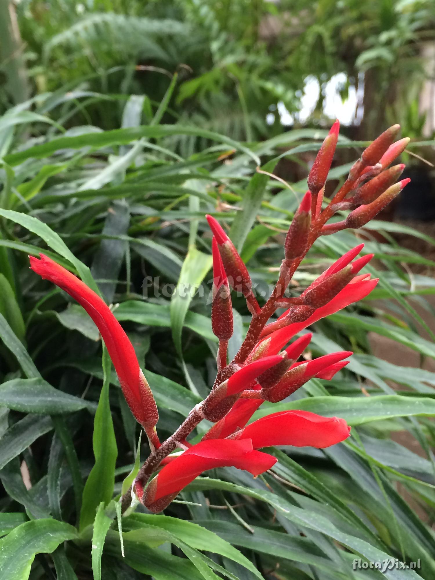 Pitcairnia punicea