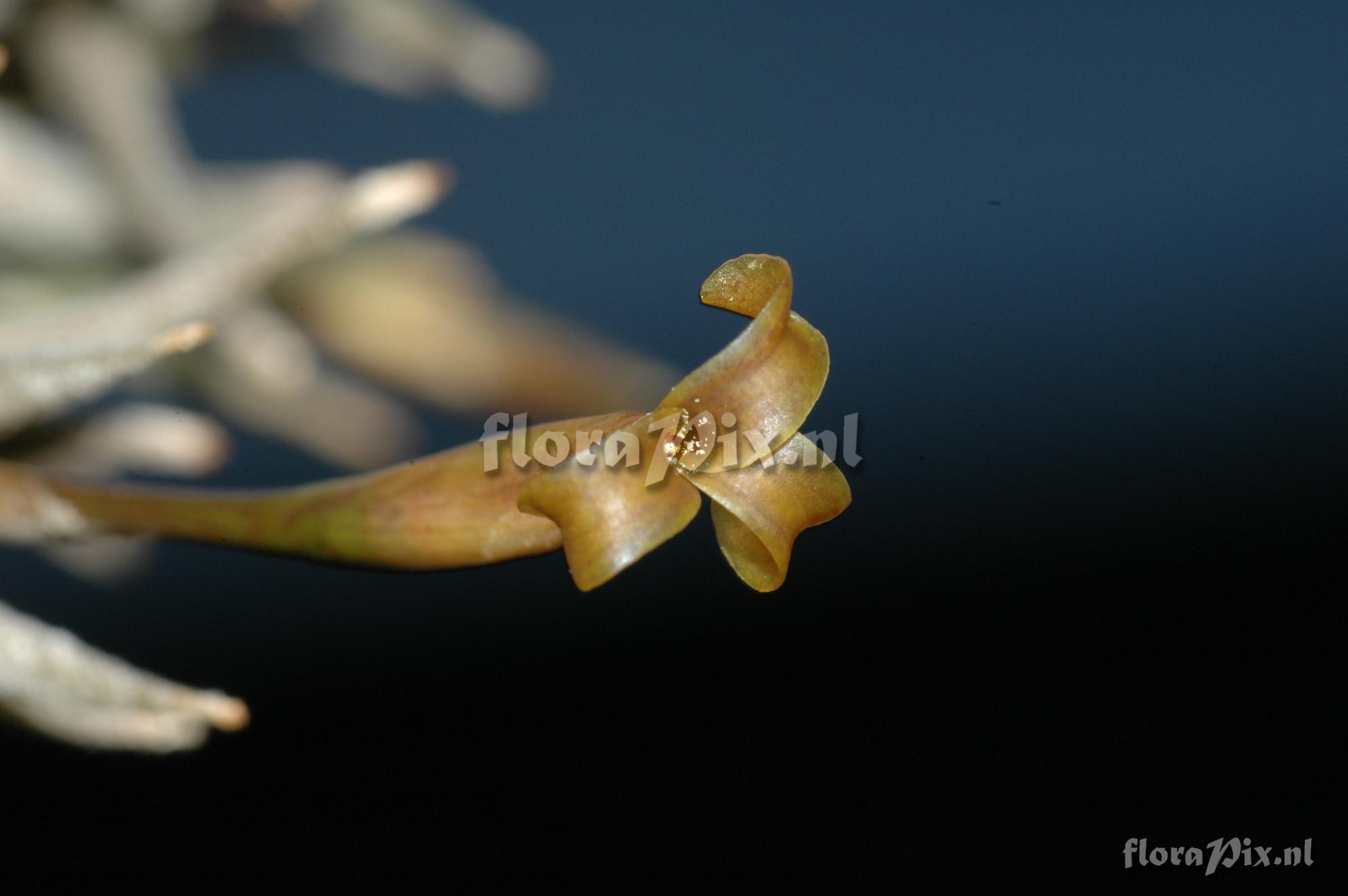 Tillandsia rectangula