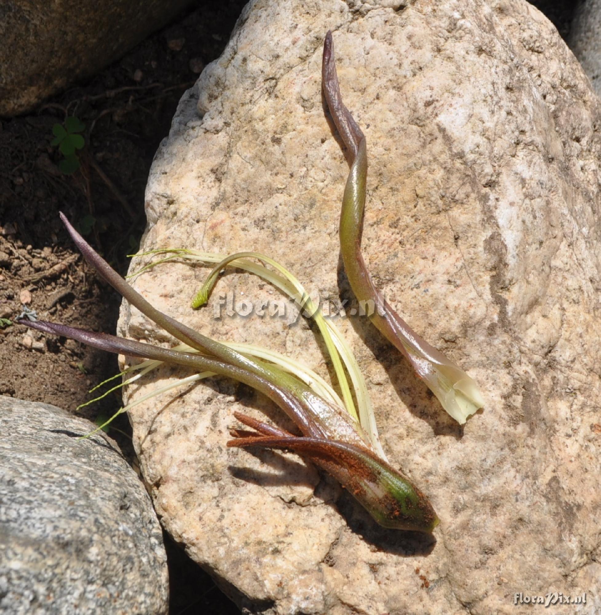 Puya ferruginea