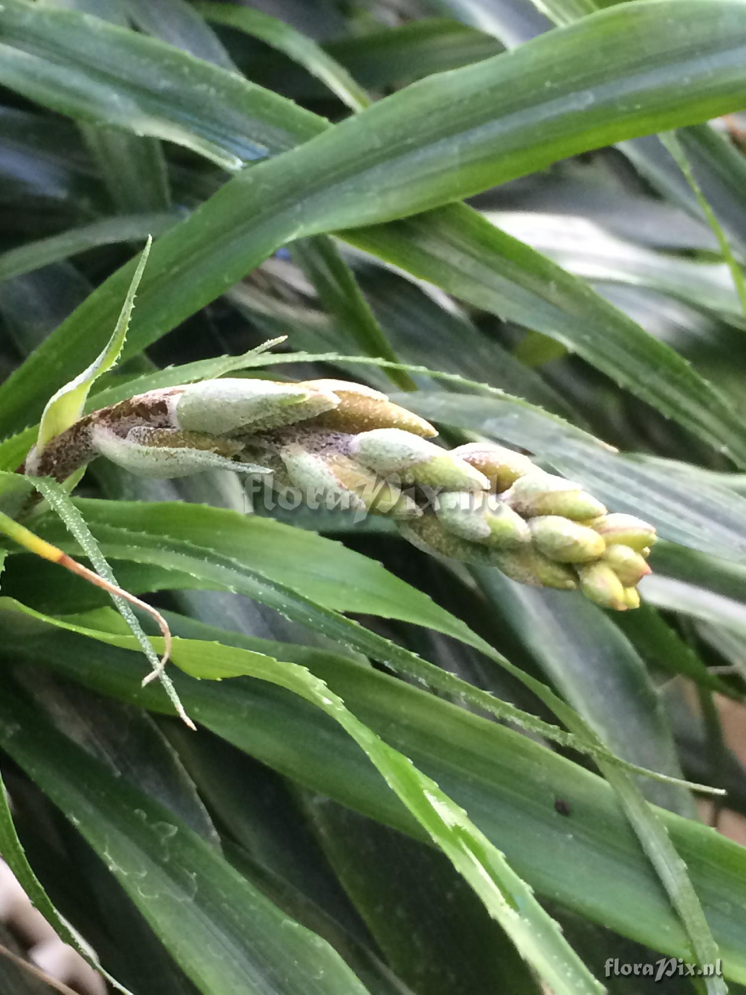 Pitcairnia punicea