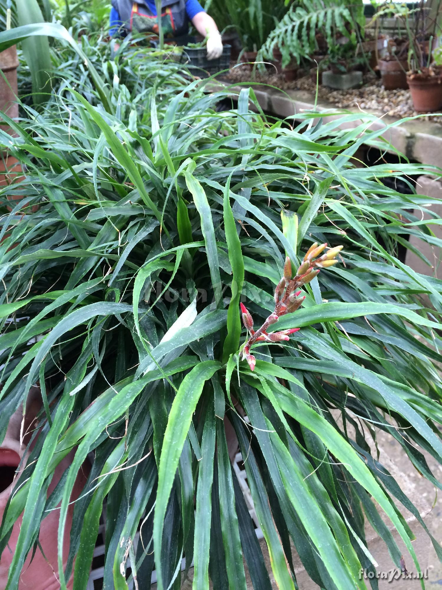 Pitcairnia punicea