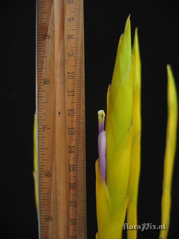 Tillandsia sp
