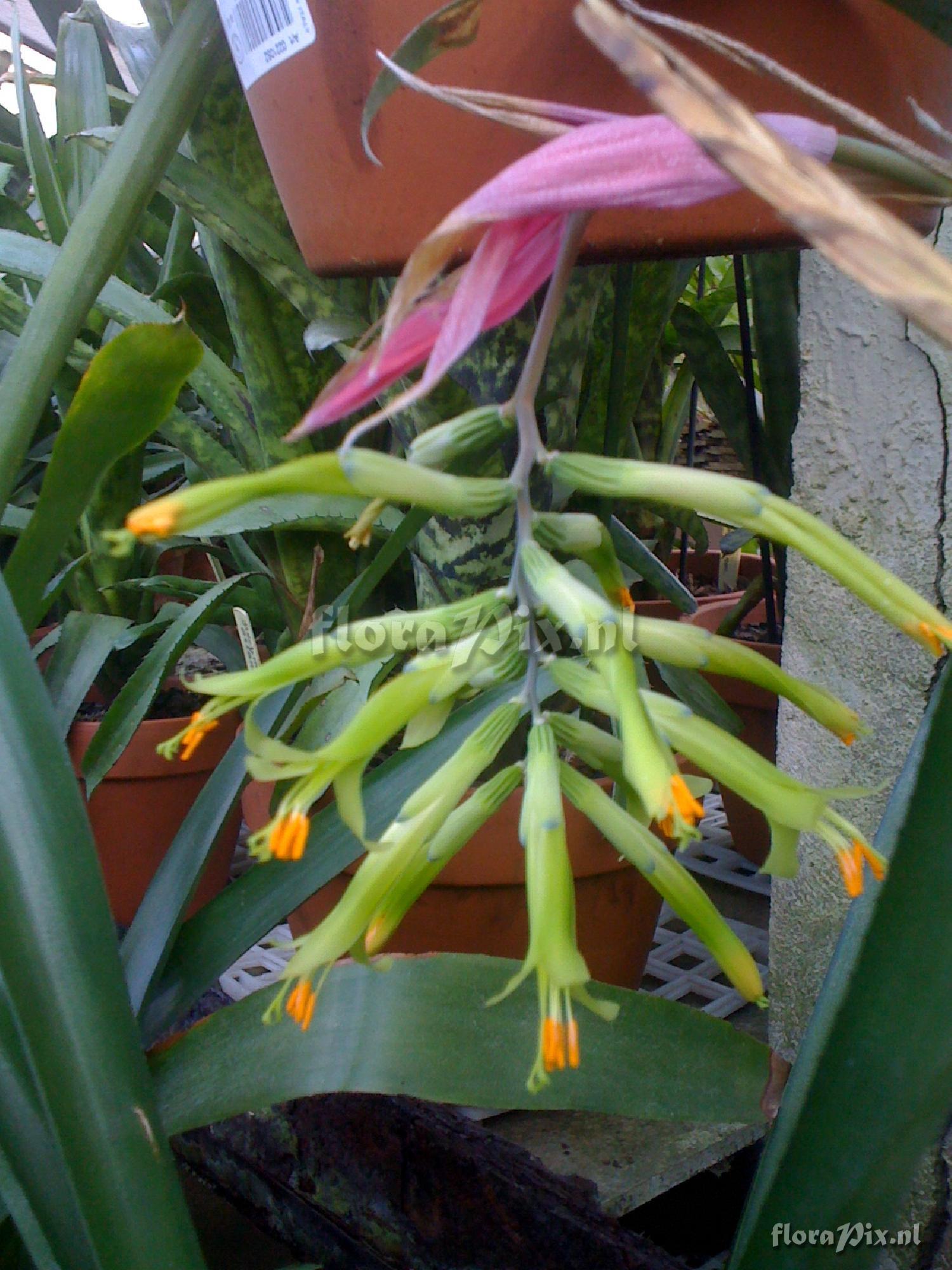 Billbergia distachya