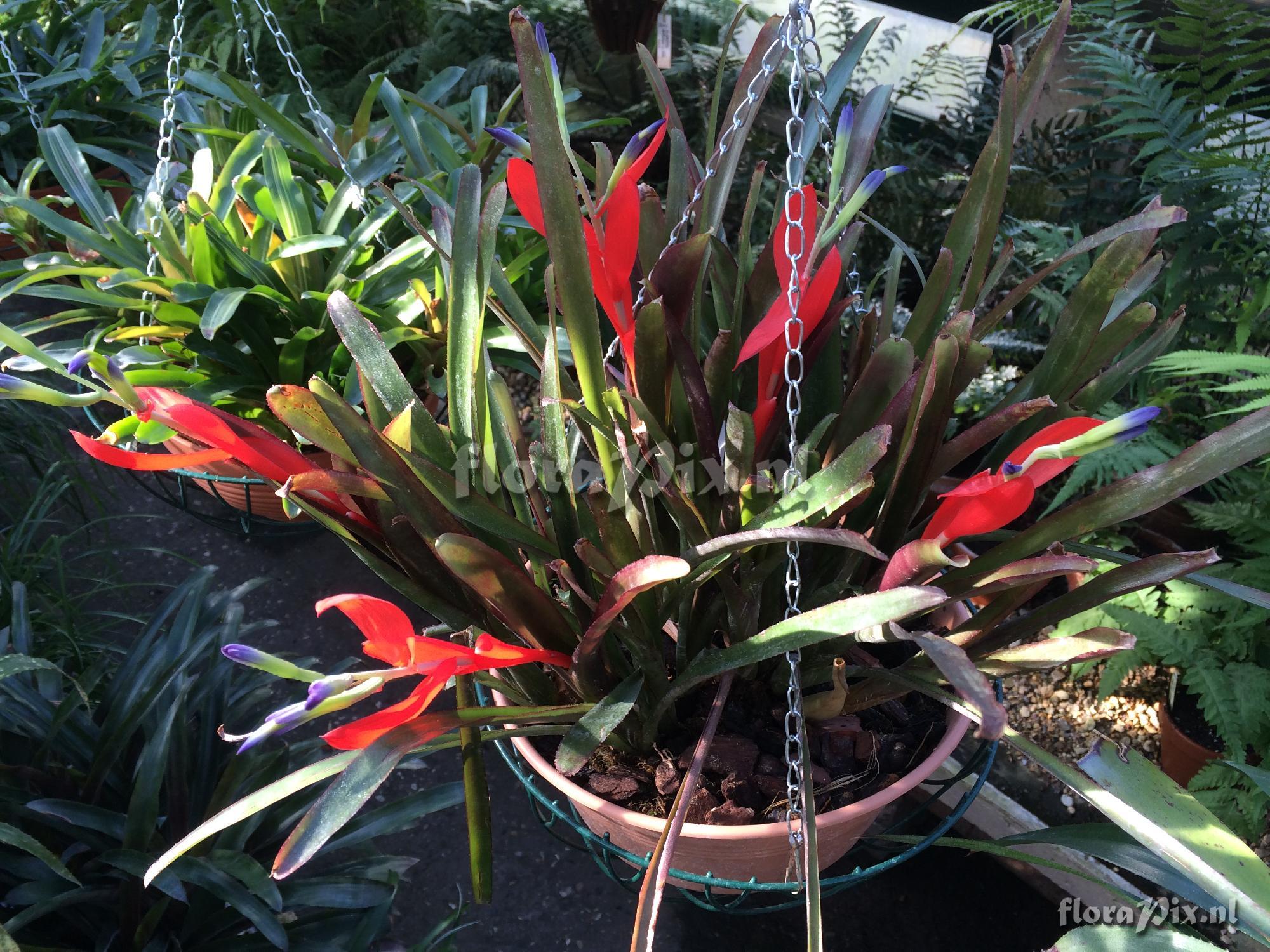 Billbergia 