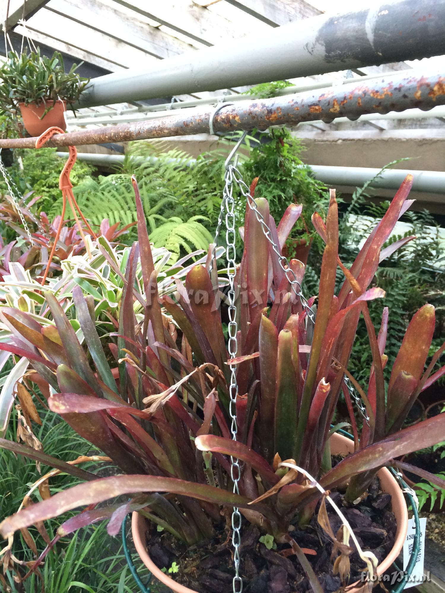 Billbergia 