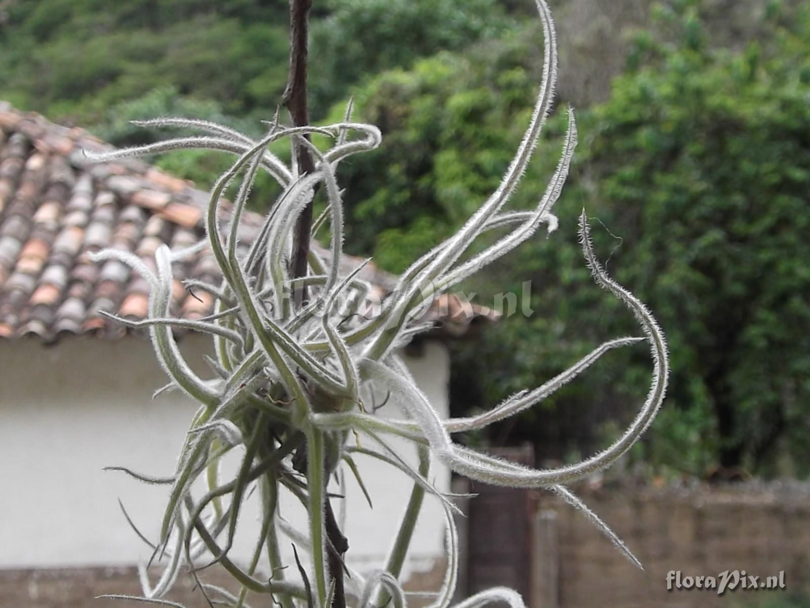 Tillandsia streptocarpa