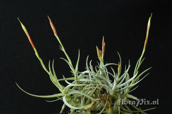 Tillandsia schiedeana