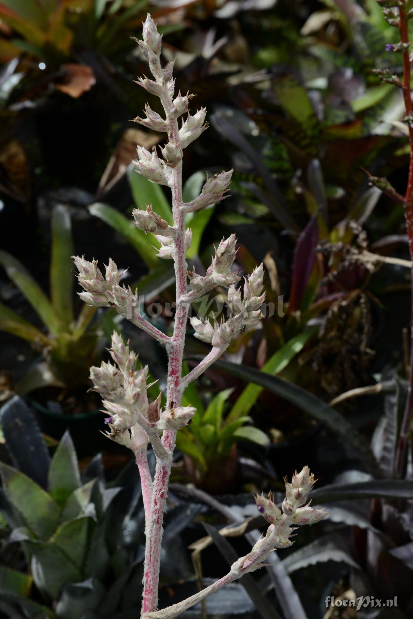 Hohenbergia utriculosa