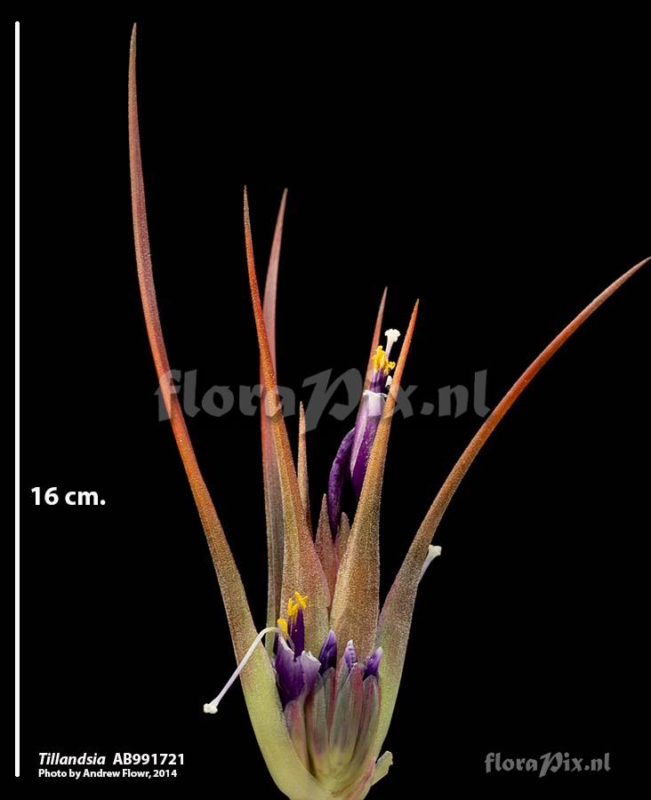 Tillandsia unnamed