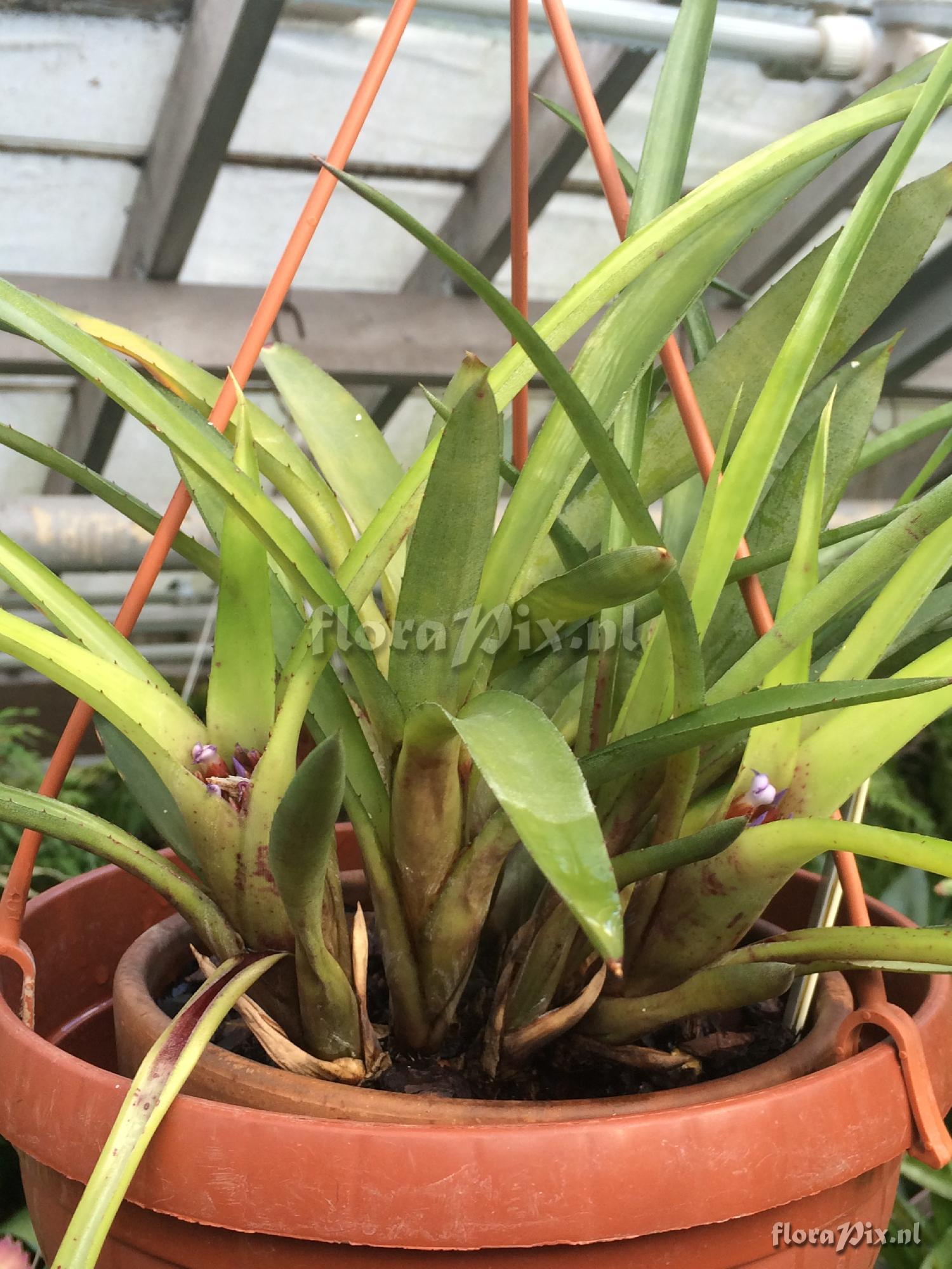 Neoregelia cyanea