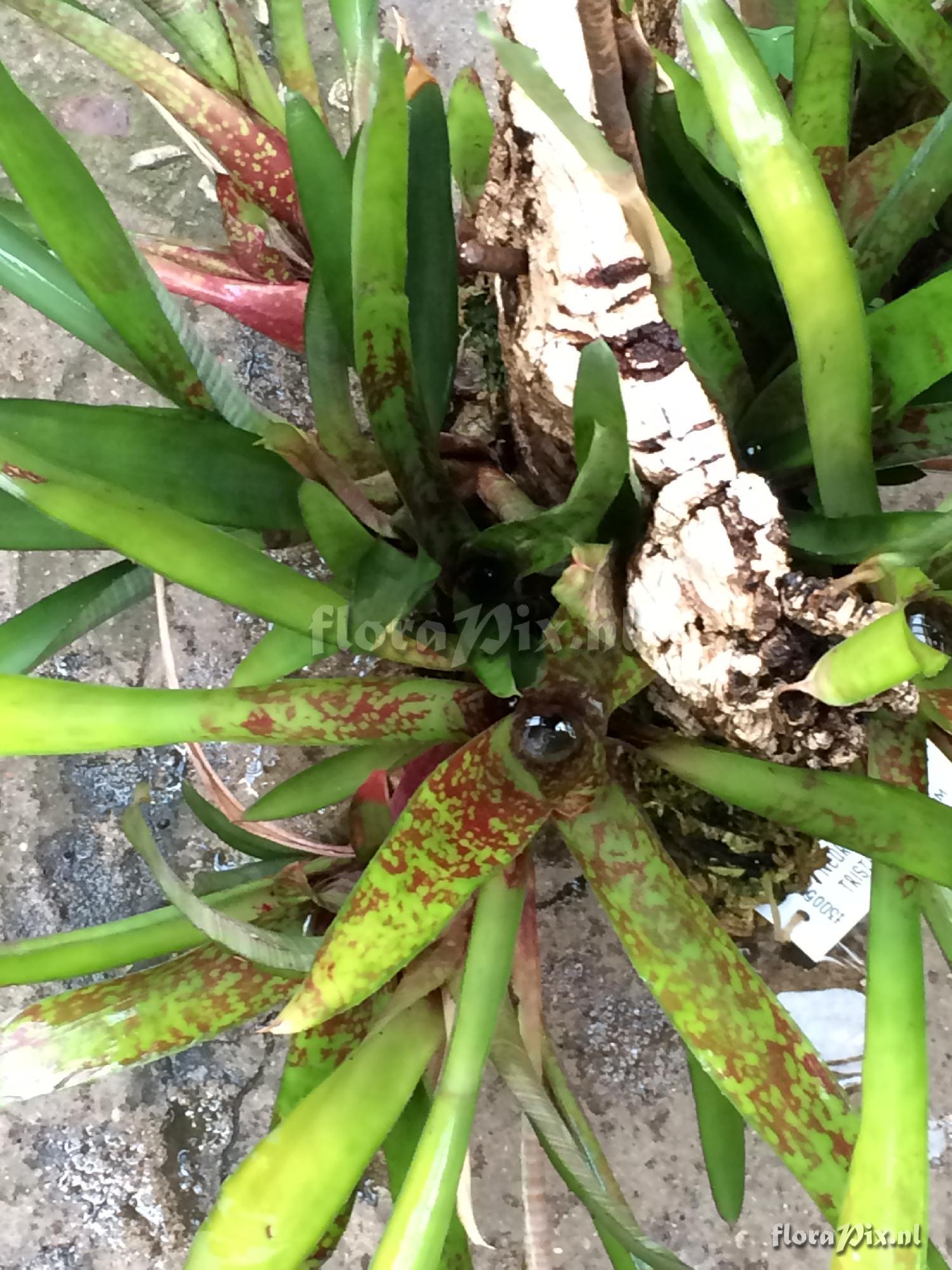 Neoregelia 