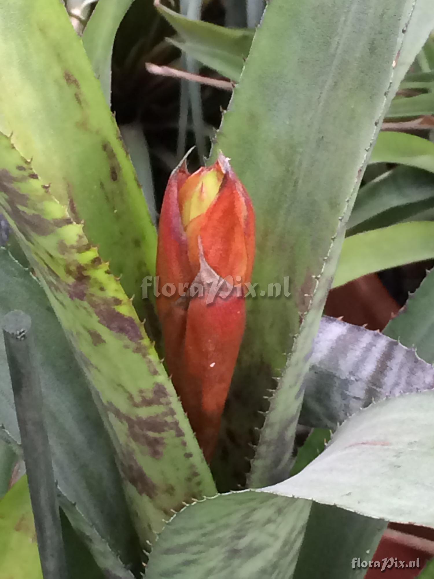 Aechmea fosteriana