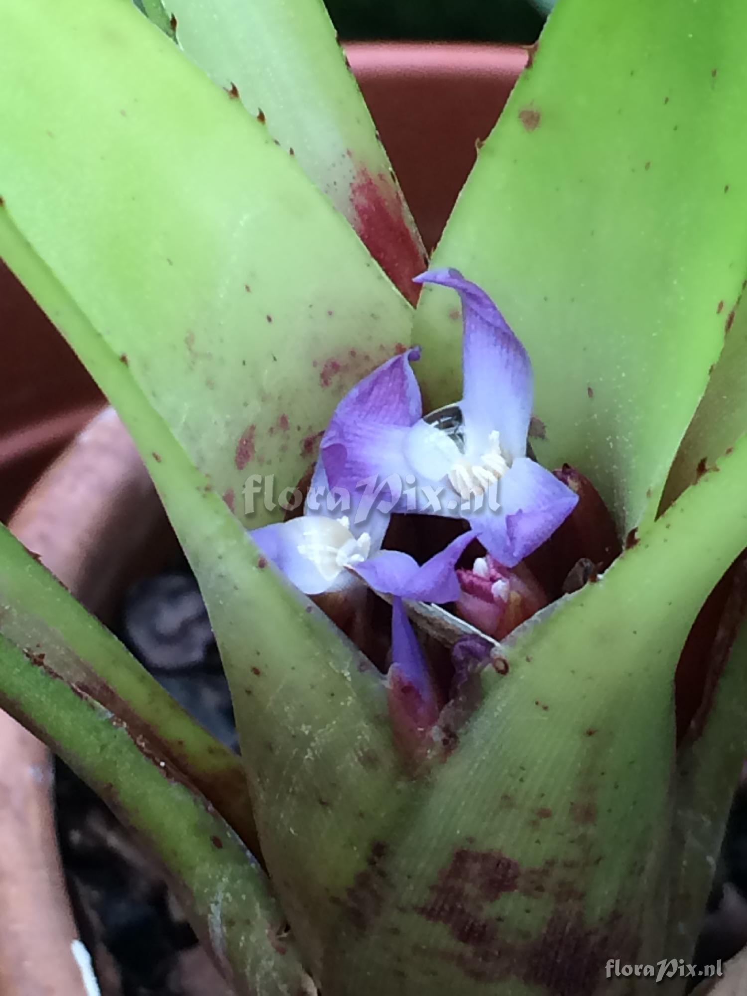 Neoregelia cyanea