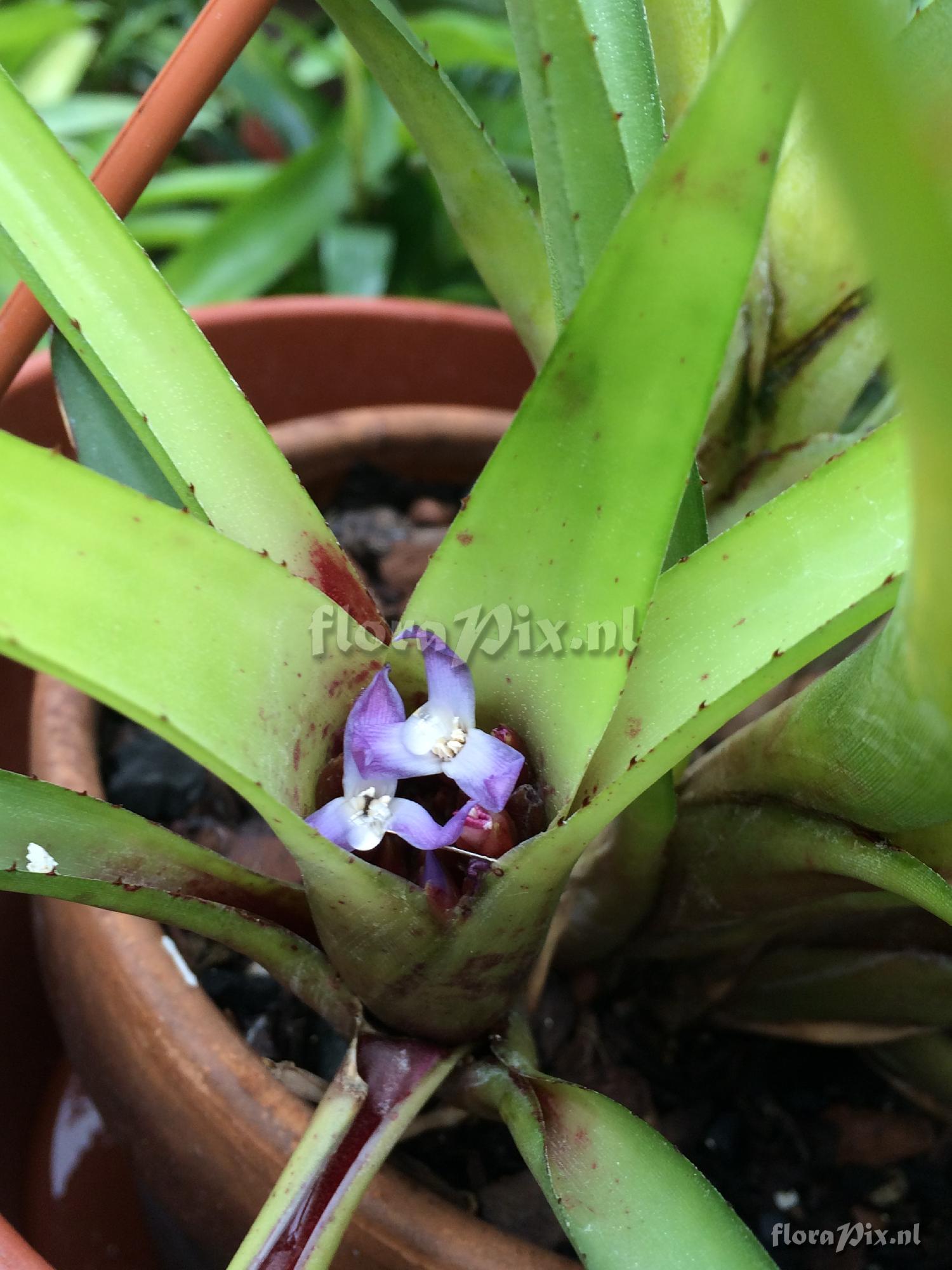 Neoregelia cyanea