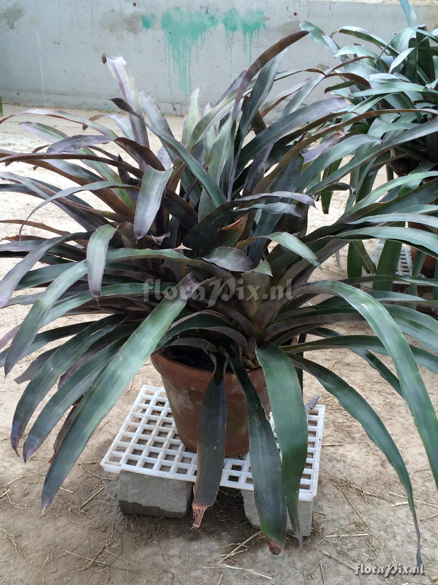 Aechmea lueddemanniana