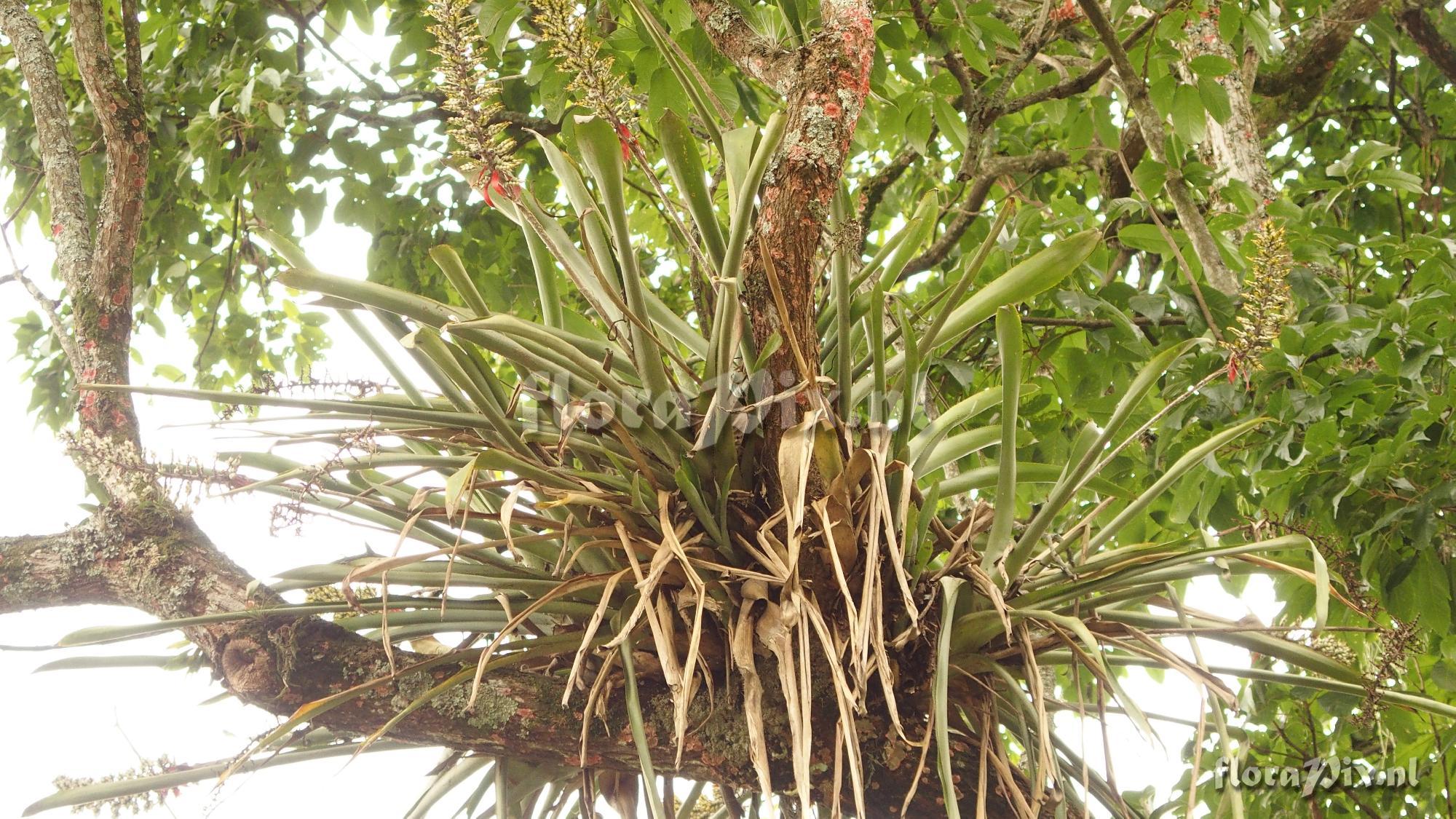 Aechmea angustifolia