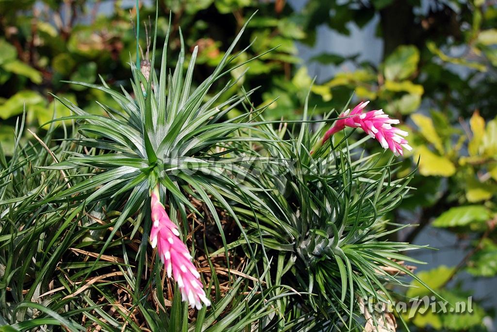 Tillandsia tenuifolia var. strobiliformis ?