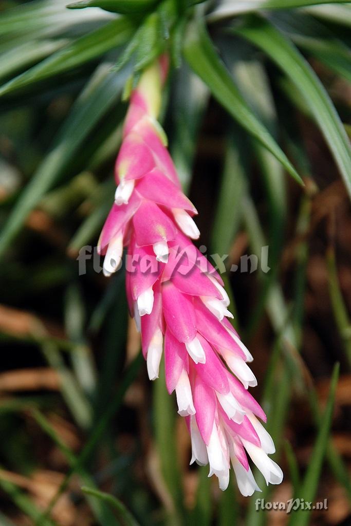 Tillandsia tenuifolia var. strobiliformis ?