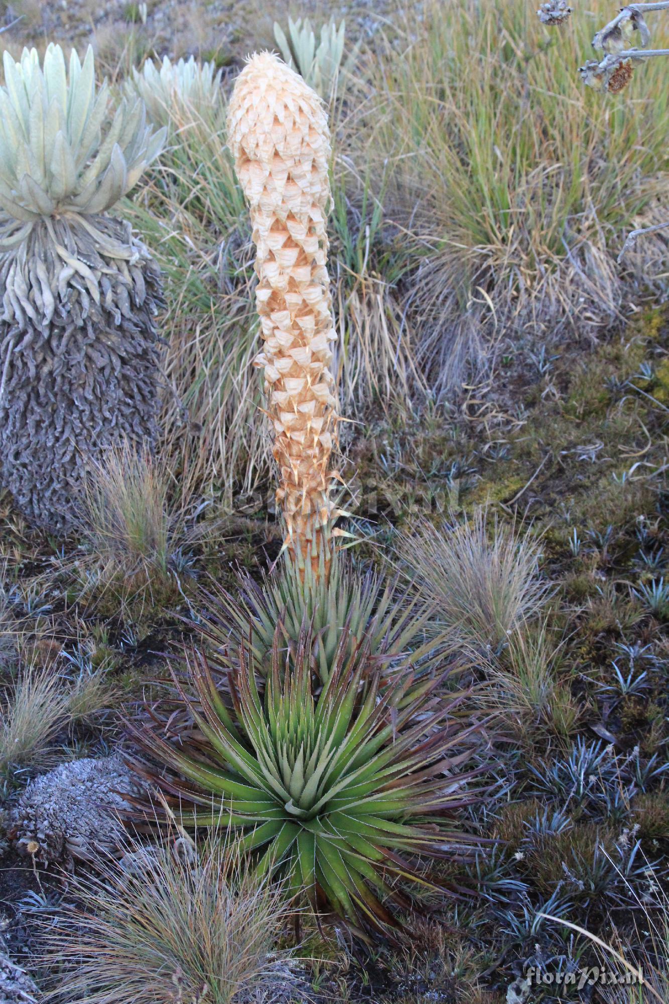 Puya trianae