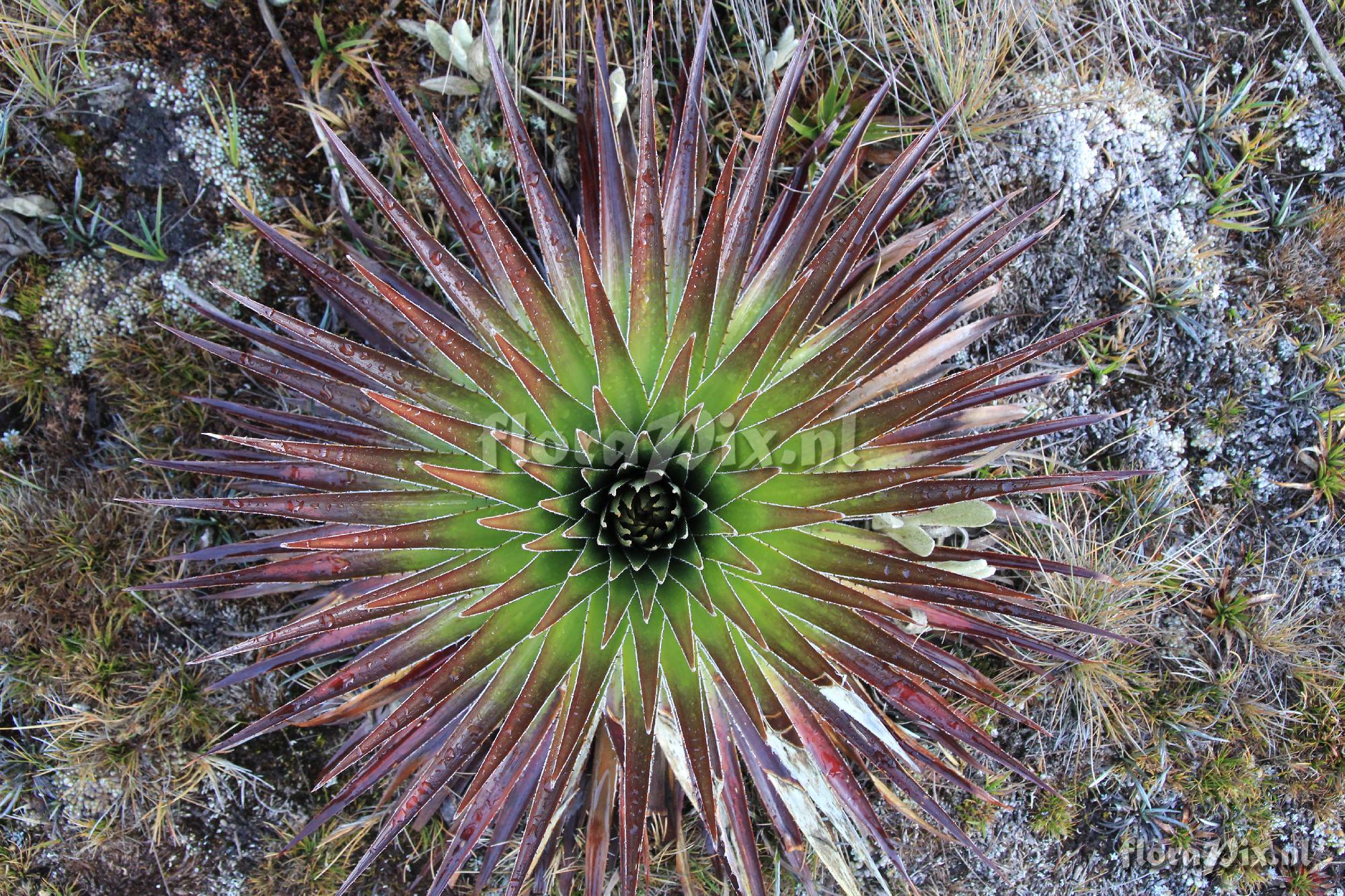 Puya trianae