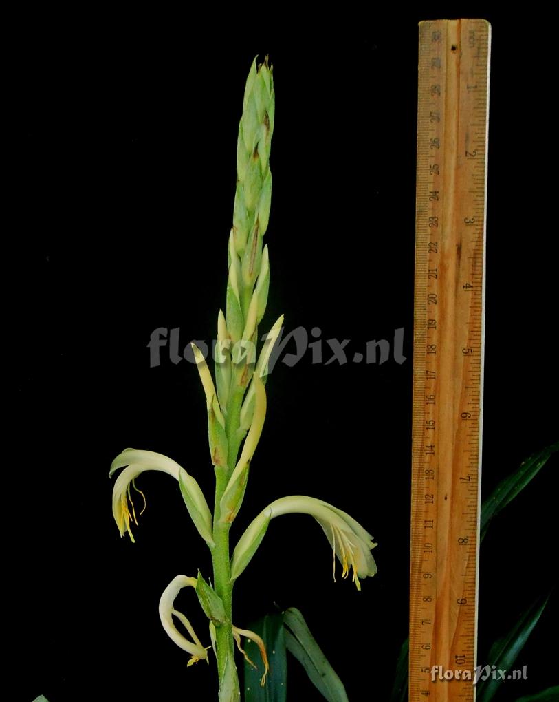 Pitcairnia sp