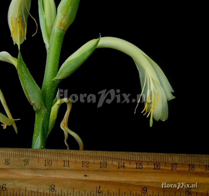Pitcairnia sp
