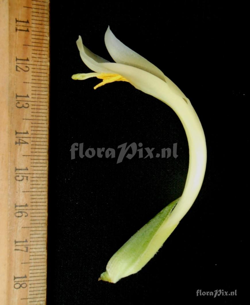Pitcairnia sp