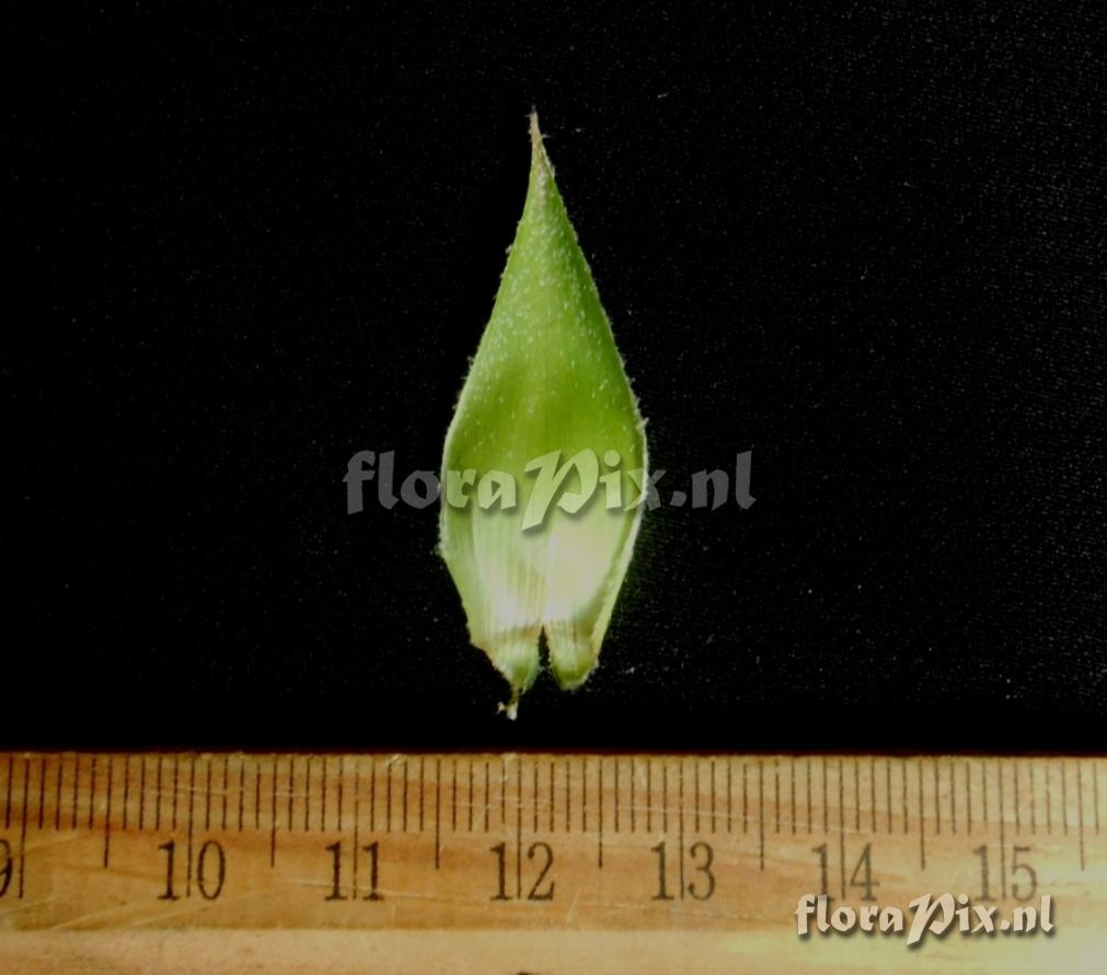Pitcairnia sp