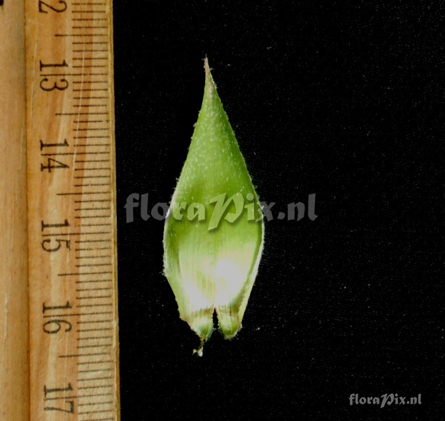 Pitcairnia sp