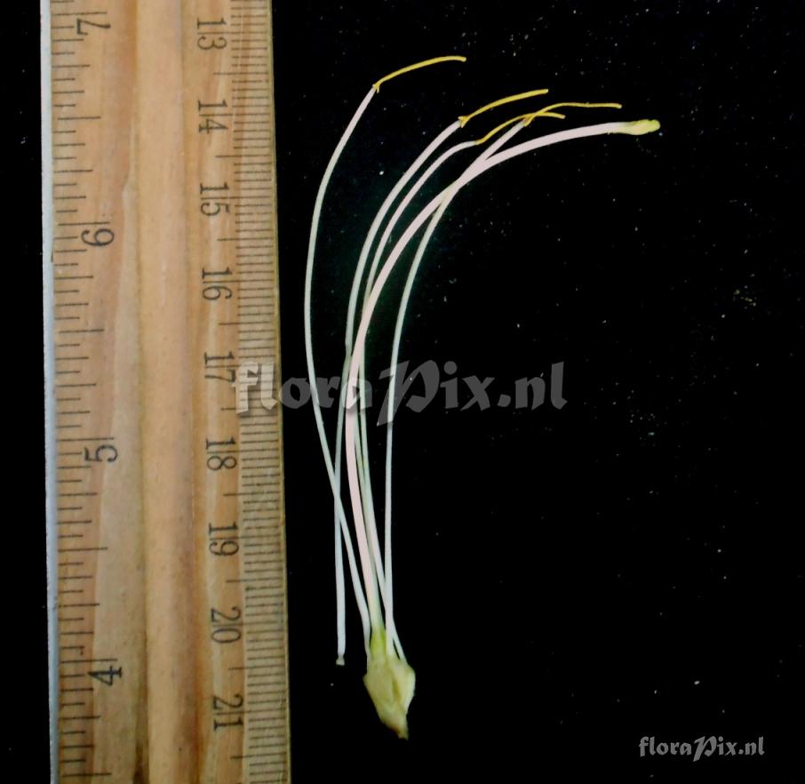Pitcairnia sp