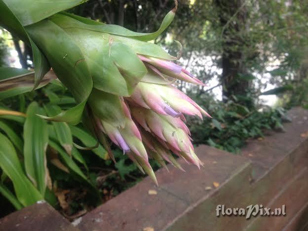 Tillandsia rudolfii