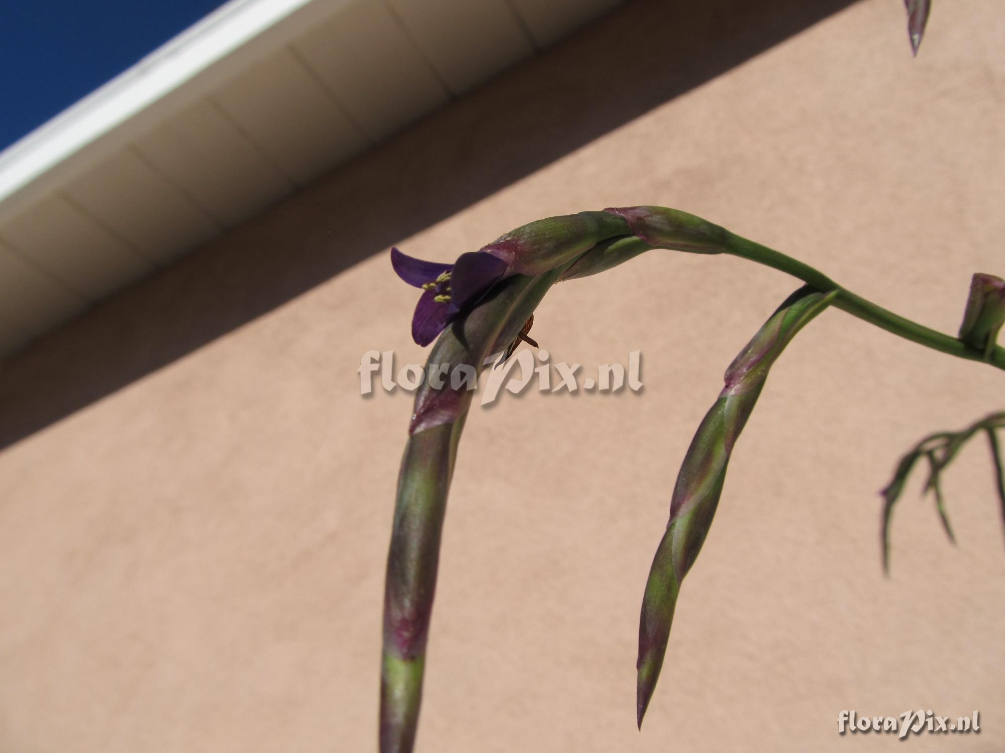 Tillandsia 