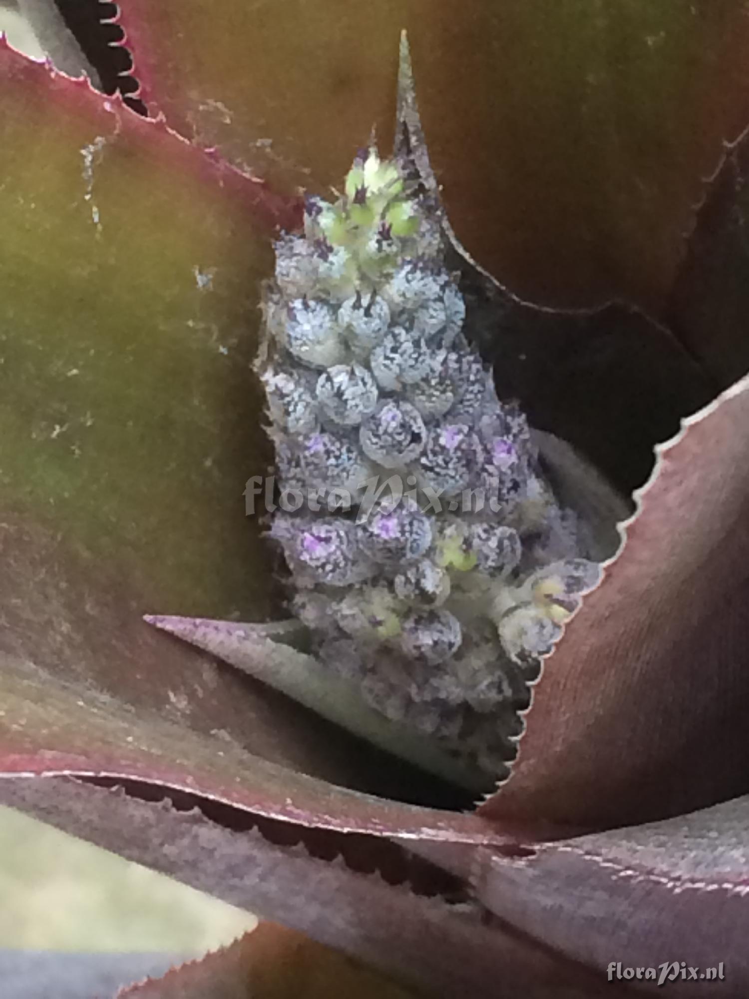 Aechmea lueddemanniana