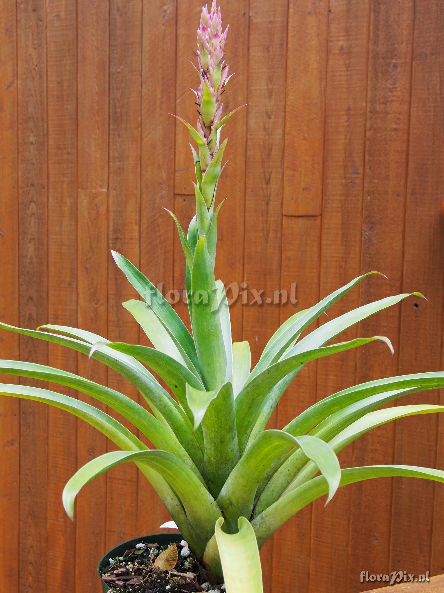 Tillandsia rubroviolacea