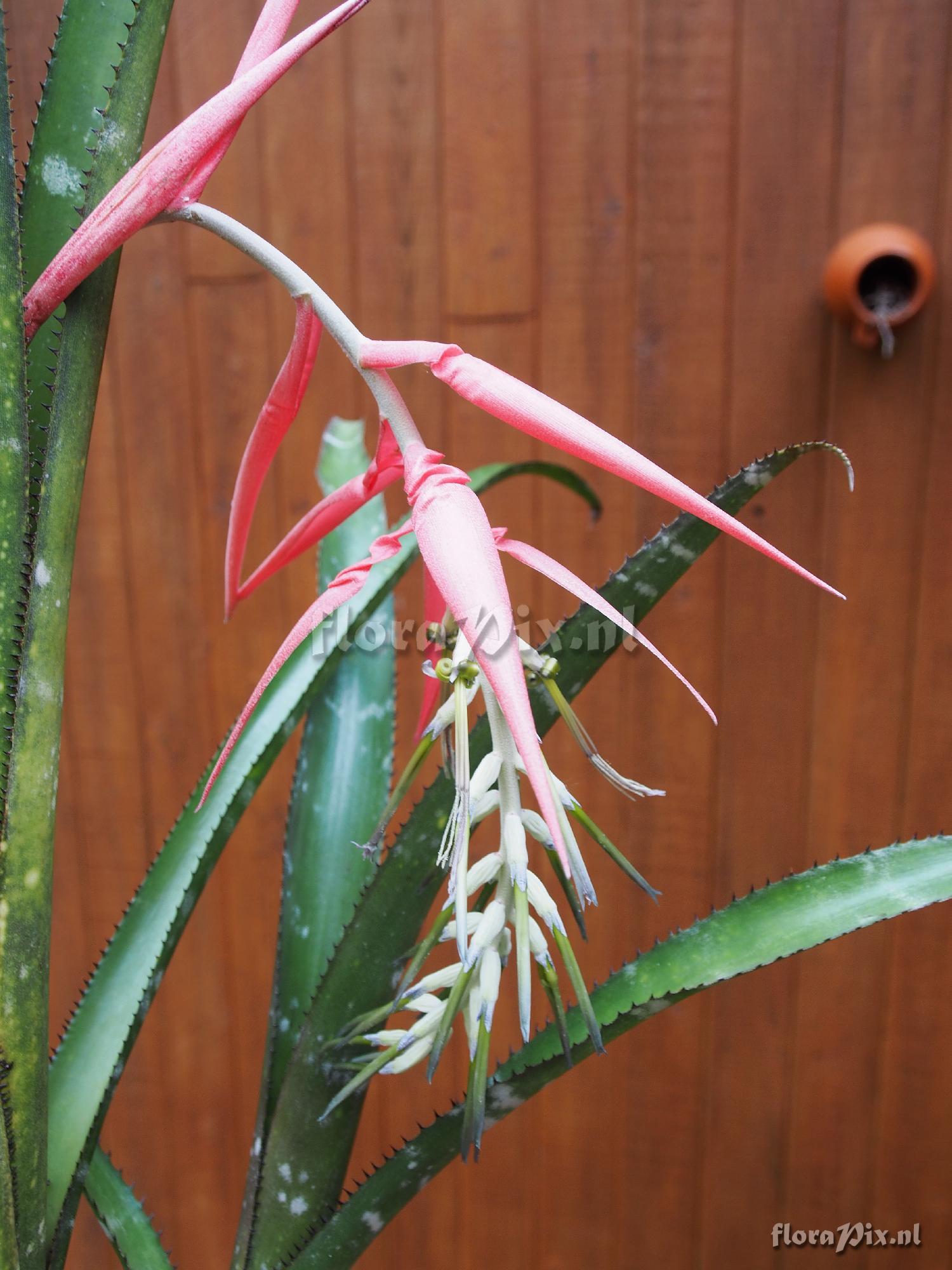 Billbergia species