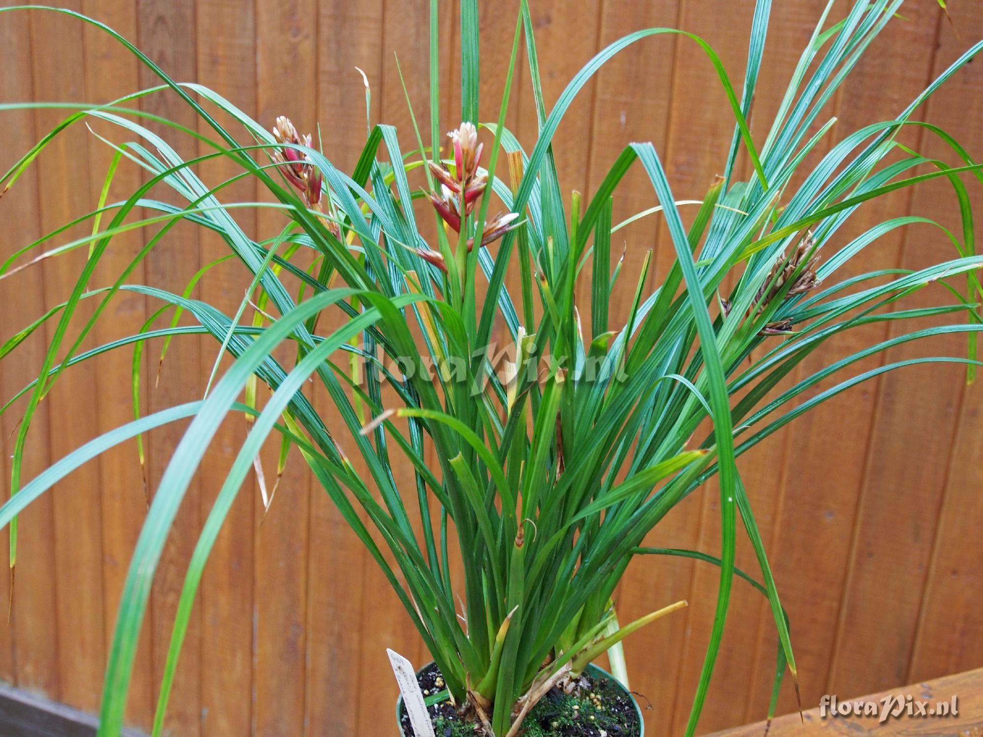 Guzmania calamifolia