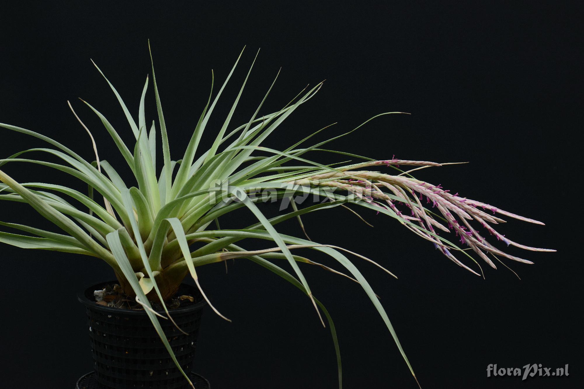 Tillandsia crenulipetala?